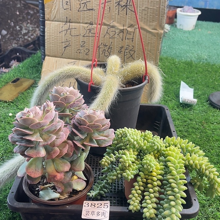 3825，微瑕，不售后，介意勿拍