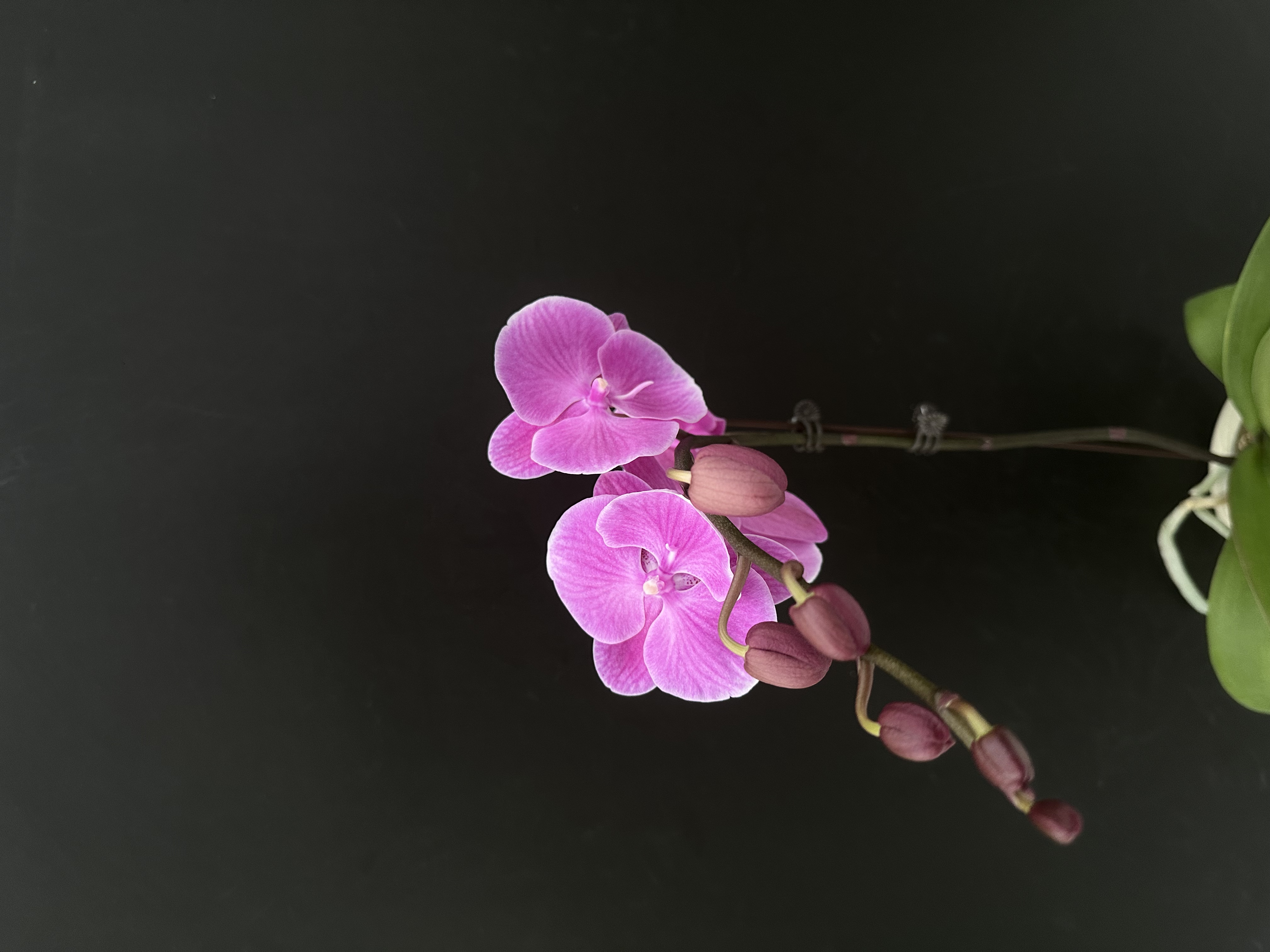 蝴蝶兰--【紫色曼哈顿 】任意两颗包邮，只拍一颗发苗！！