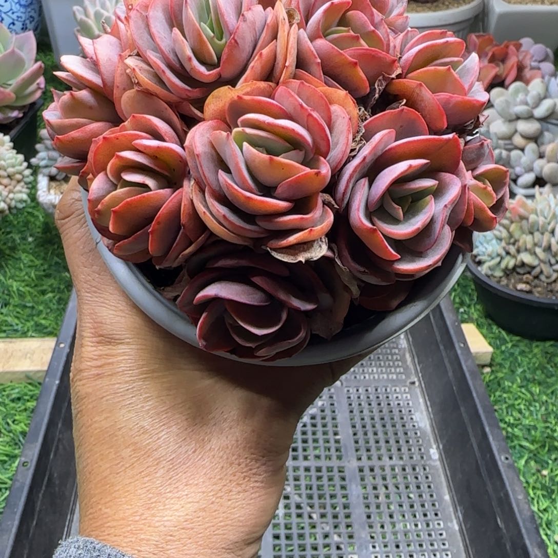 锦安精品多肉植物239