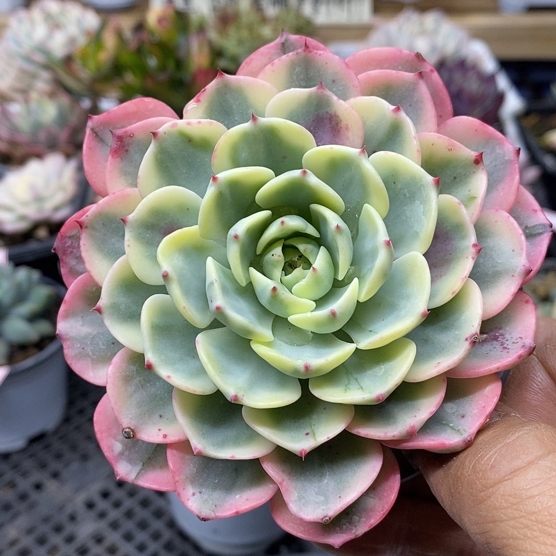 19185 娜娜小勾覆轮锦 需延时发货