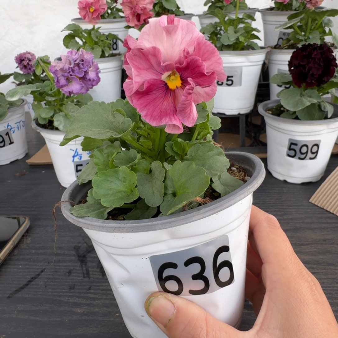 全部花朵有***吃636号玛丽林