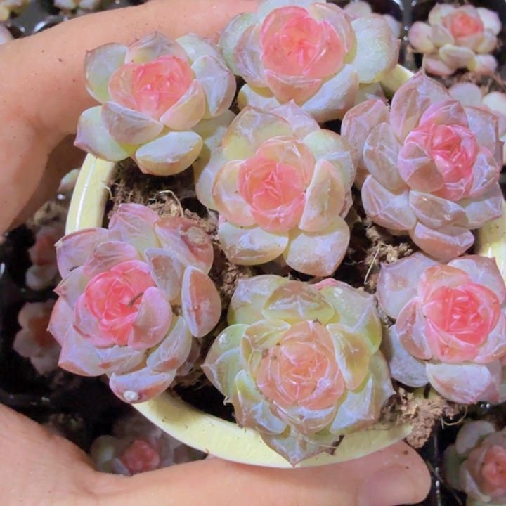 风花雪月优选体三颗一组