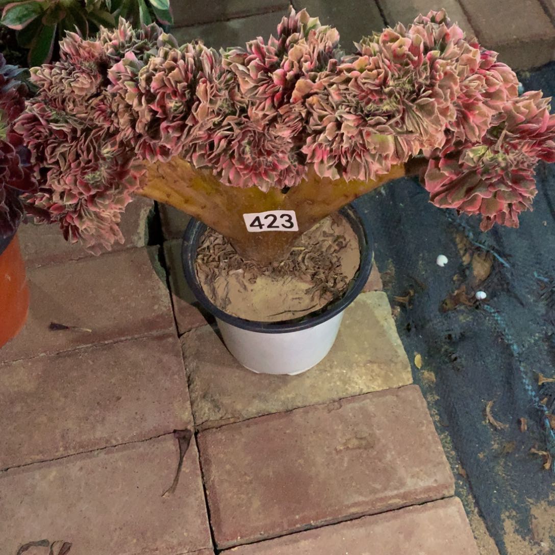 大***暖无花朵4230000000