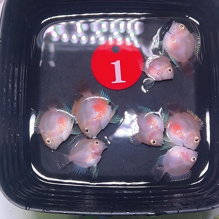 鹦鹉鱼1号，八条胭脂粉