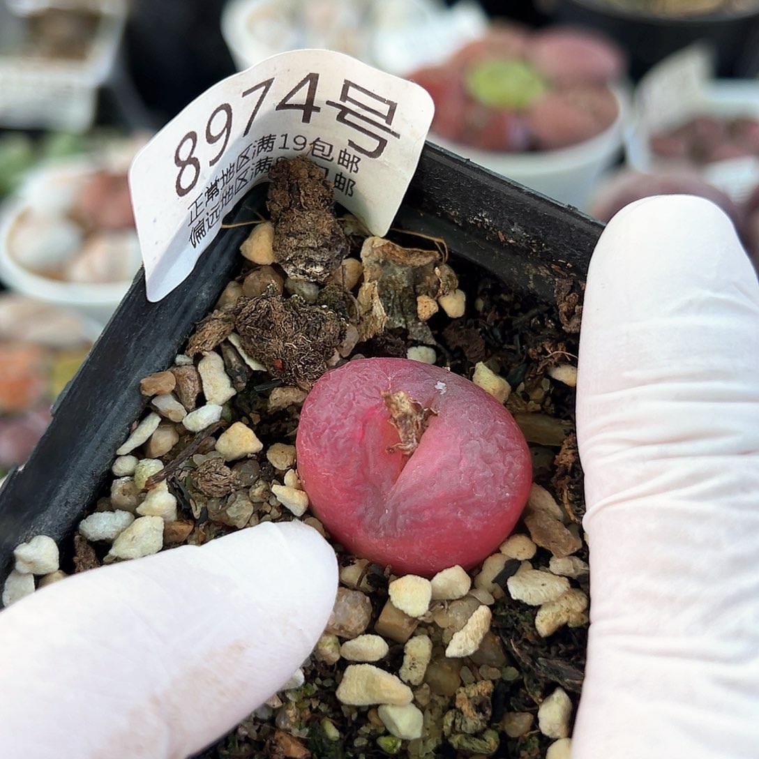 8974五年红宝石2.3cm