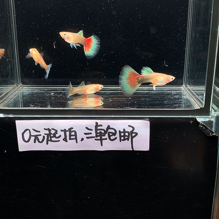 孔雀鱼黄化鸥翼跑红体两对