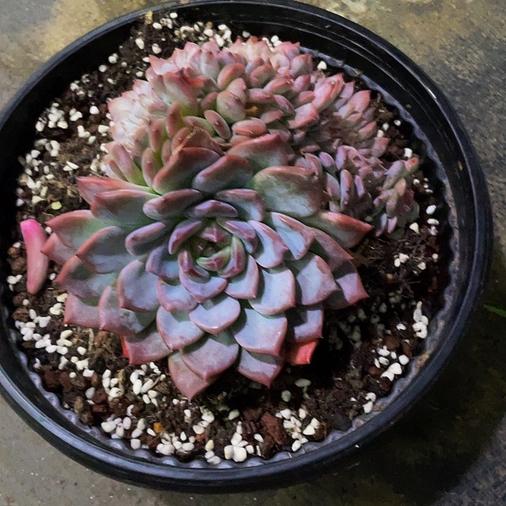 冰魄缀化一样物品