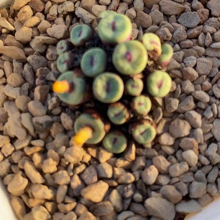 2166小红嘴一群。    