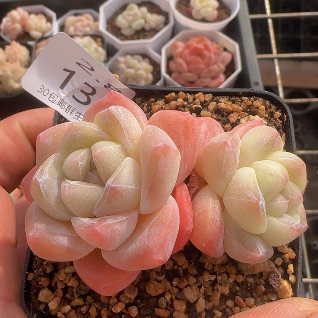 双头冰玉老桩一颗脱土