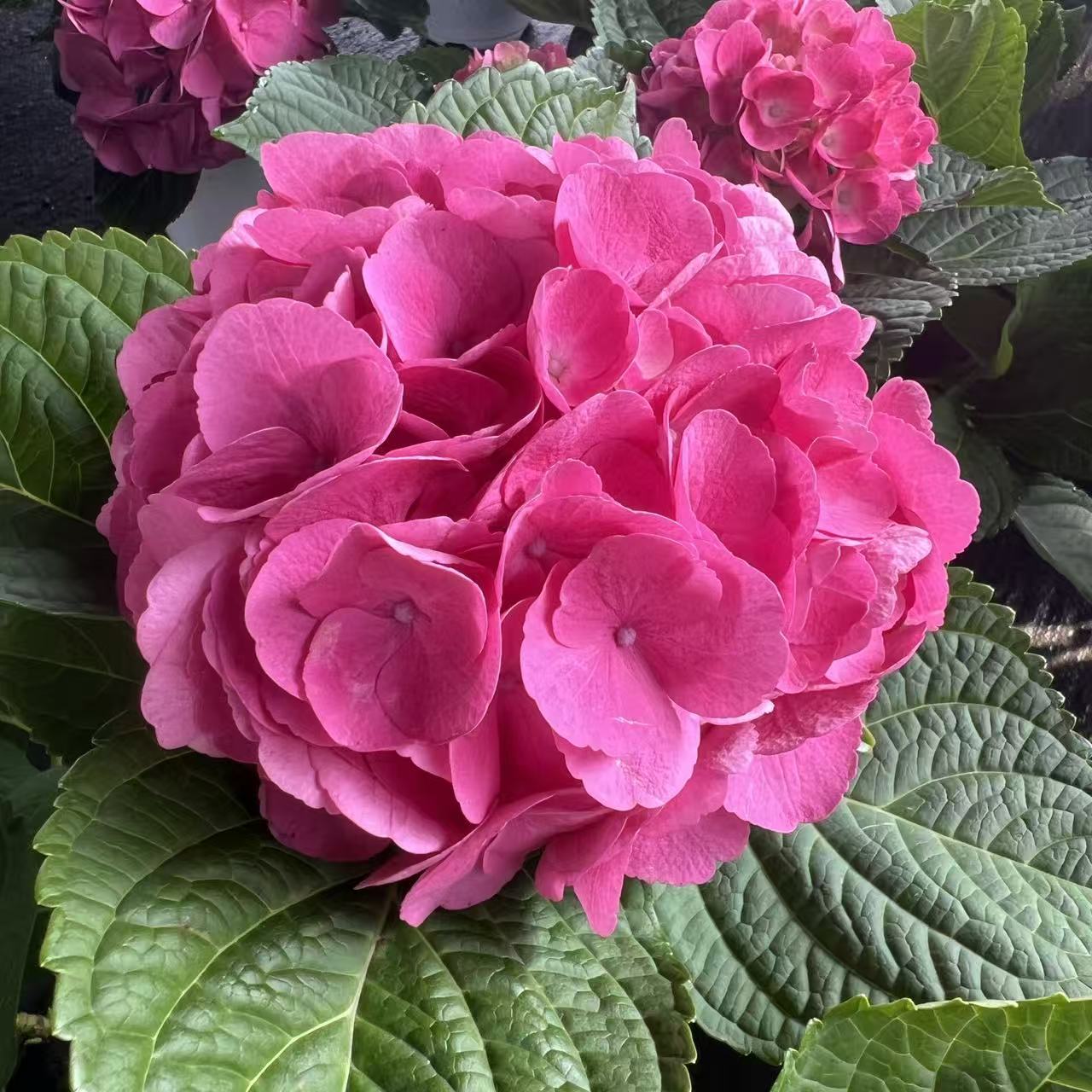 【明月】绣球花 高颜值 花期长易养护 阳台庭院盆栽花卉