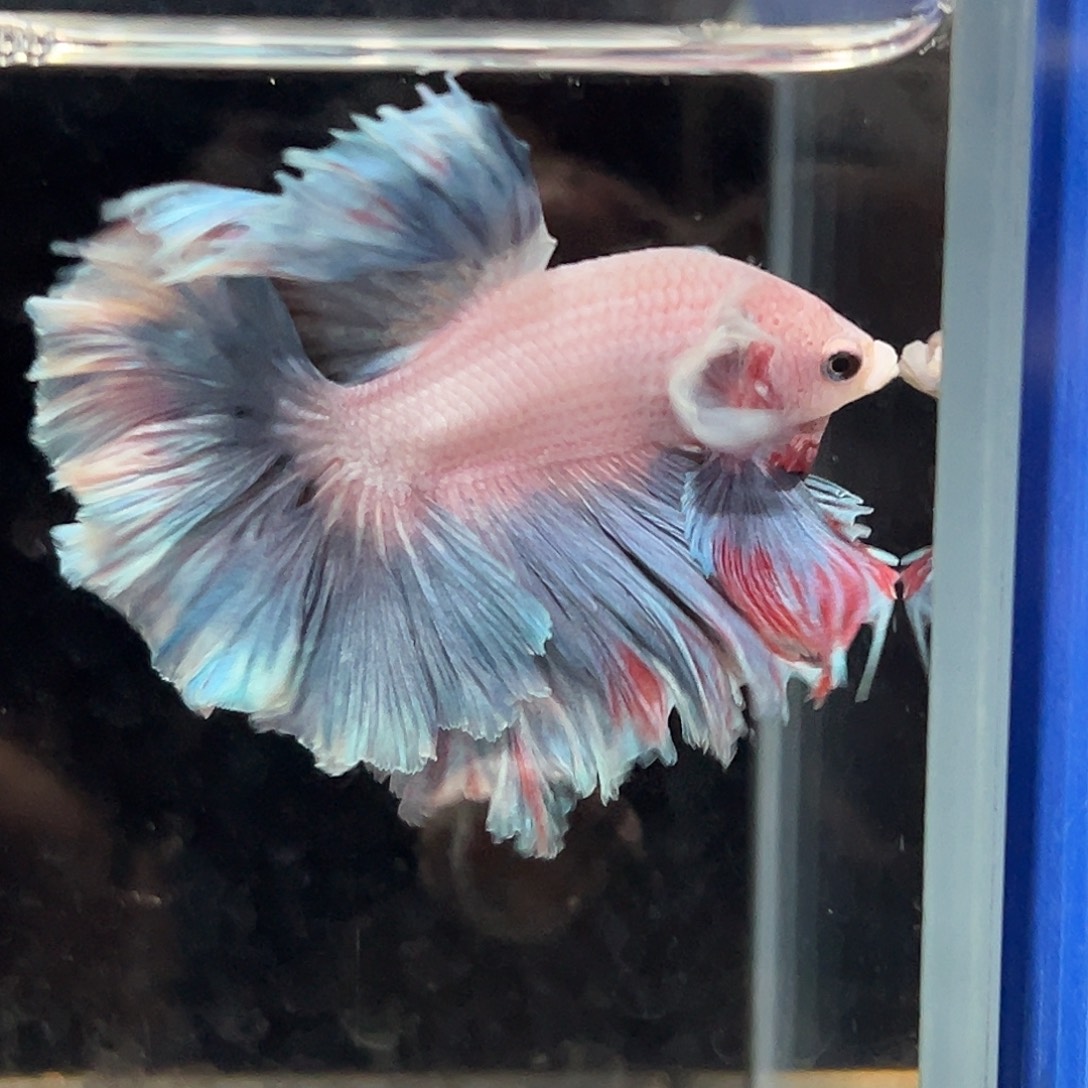 斗鱼28号特别粉蓝小飞象