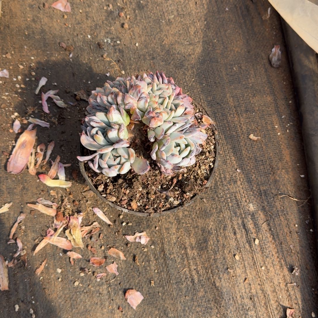 果***果全明星缀化多肉植物