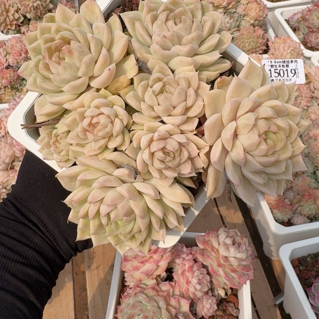 一物一拍的15019