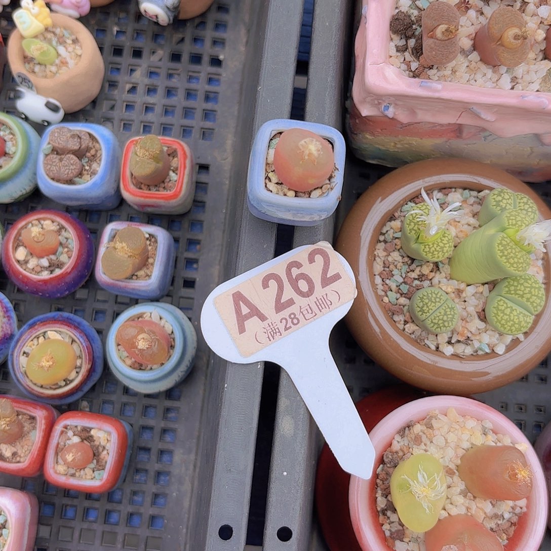 A262毛汗尼一物一拍