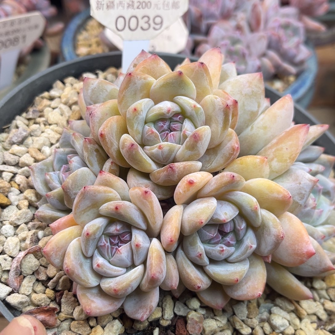 黄底紫心039/13cm7头