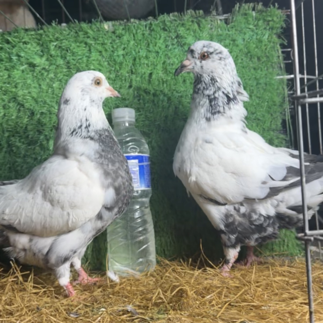 精选鸽子肉可以吃