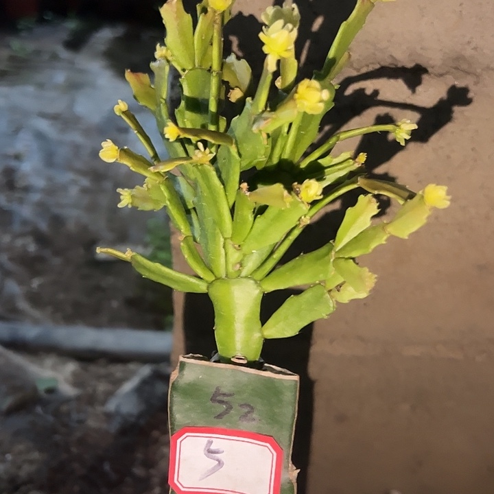 乐***违，5号带盆052天使的云