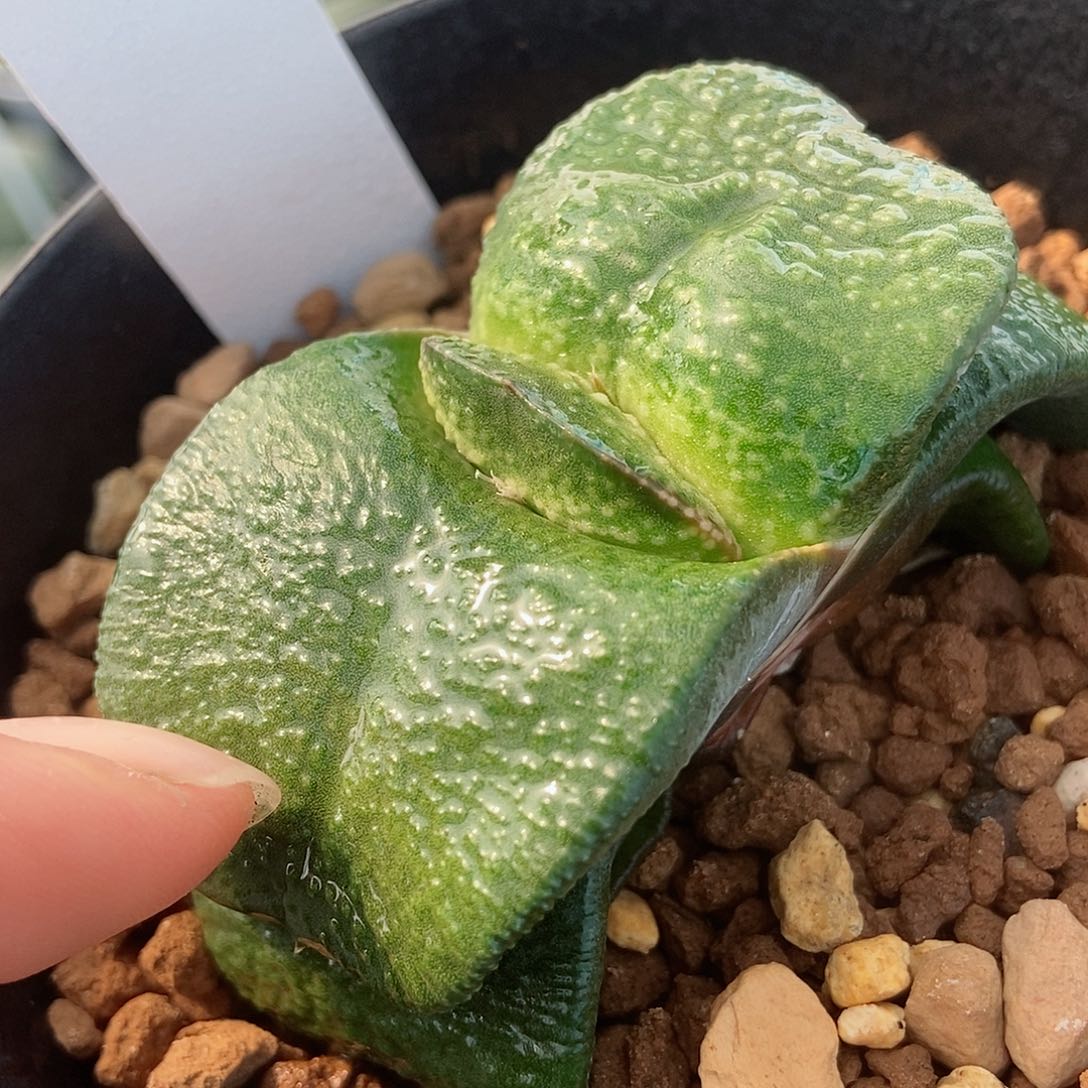 655卧牛实生带盆发货