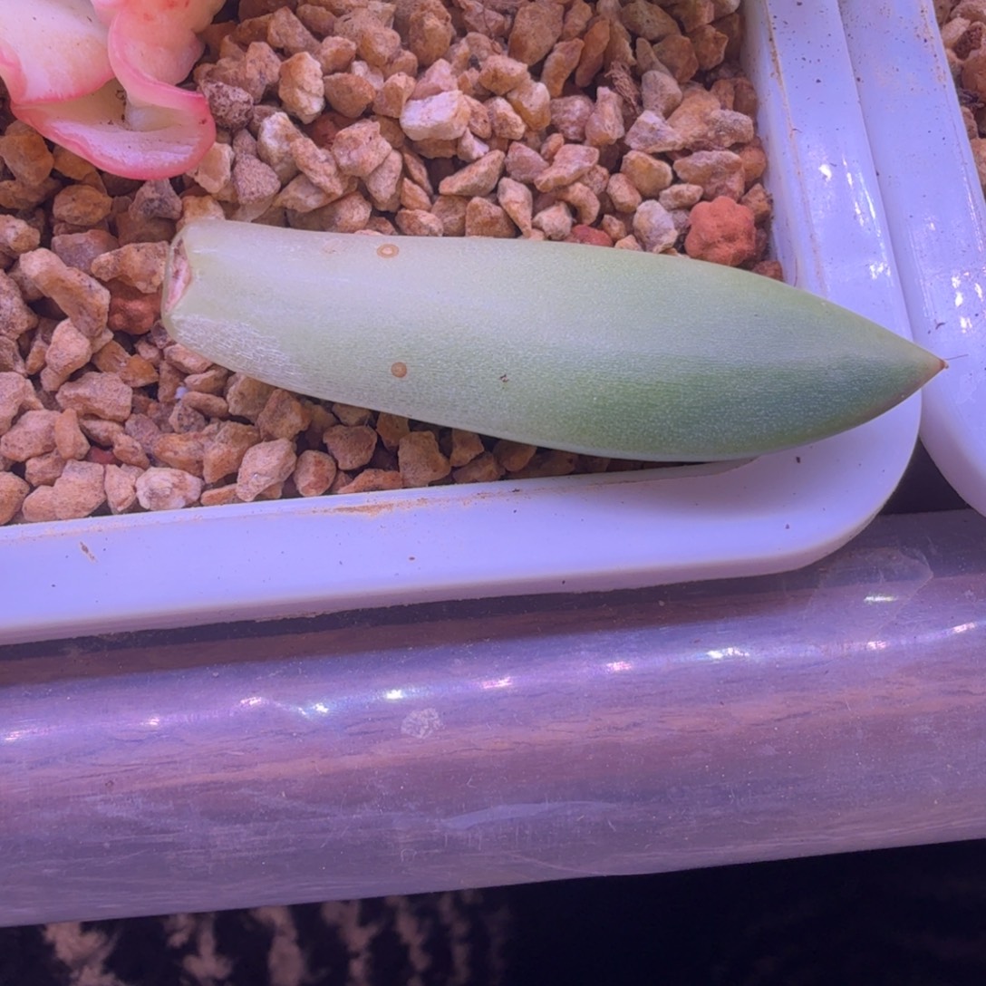康***画叶片 多肉植物锦 
