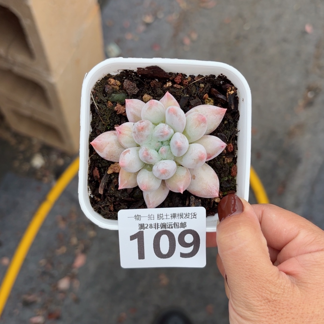 所罗门单头无盆土发货