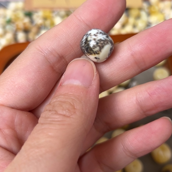 蜜蜡未镶嵌裸石12.8mm一个