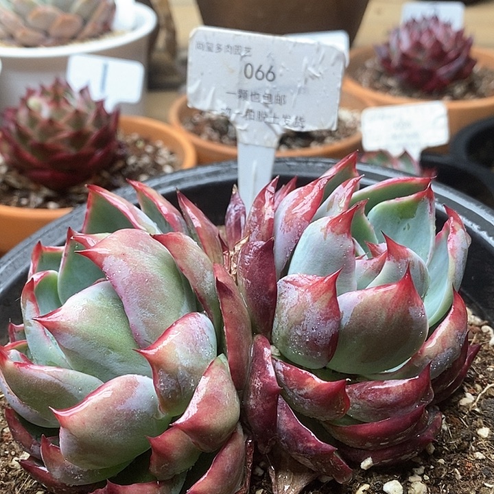 惊鸿仙子双头066