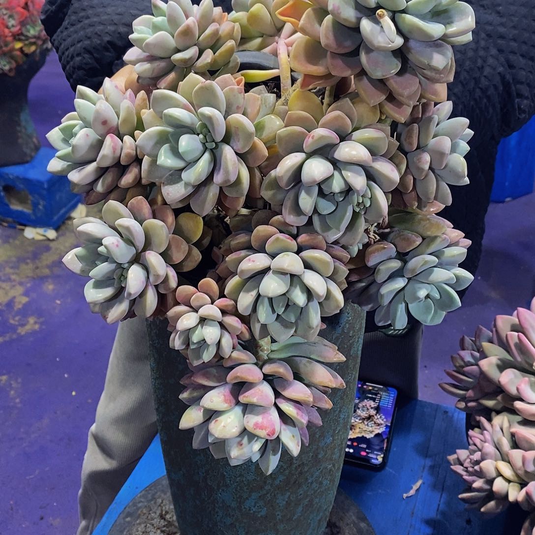 睡**段花瓣璐多肉植物包邮