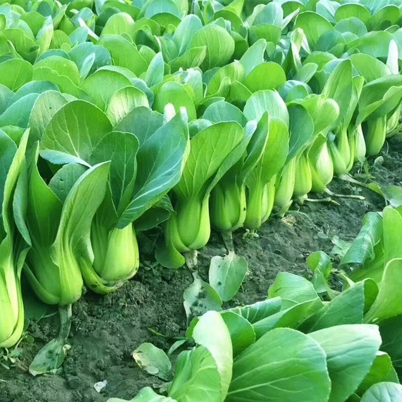 上海青种子苏州青菜种子矮脚小青菜籽蔬菜种子阳台孔雀菜种子正品