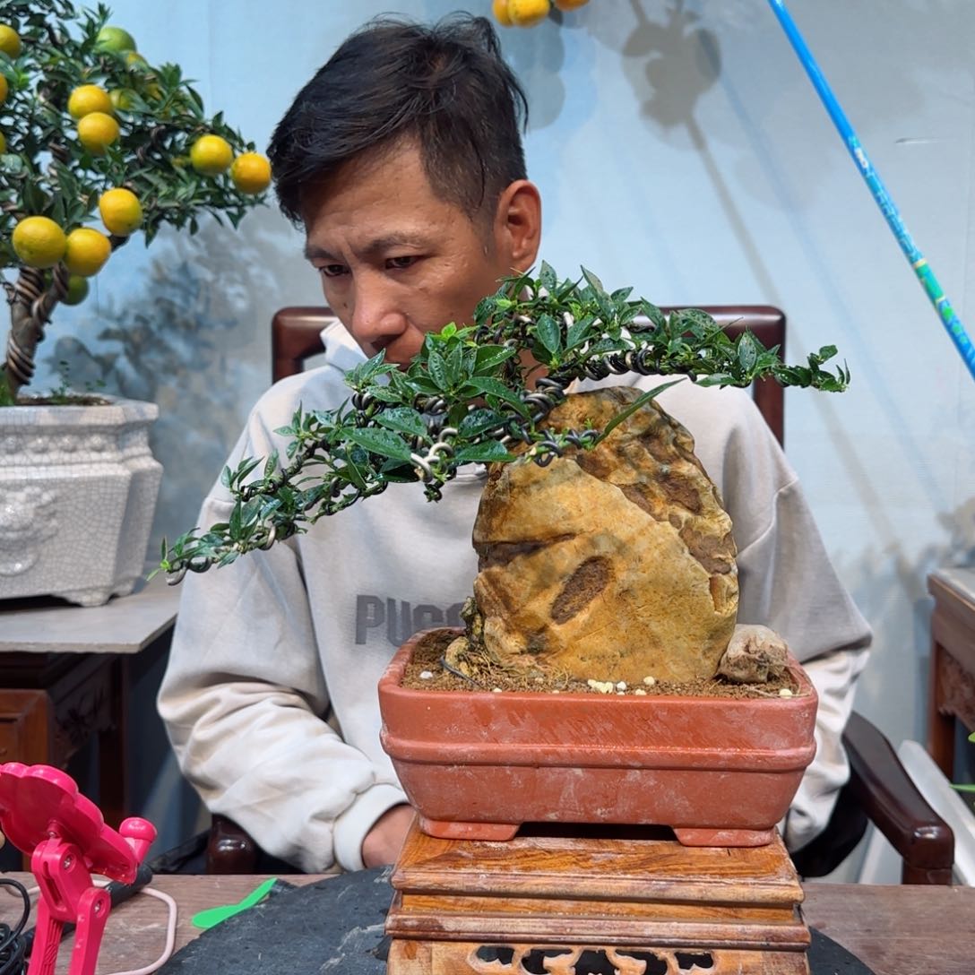 当前无花朵，栽培后可花朵壹*