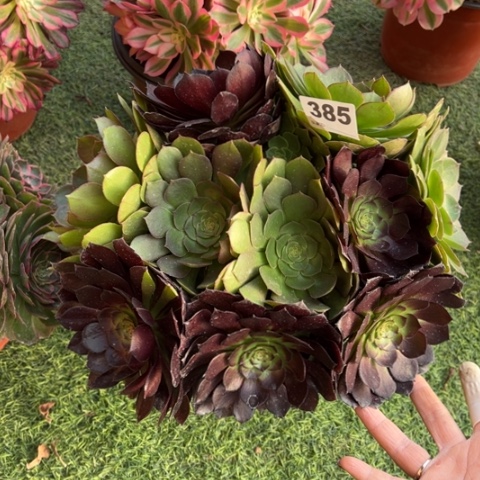 385黑美人阴阳多肉，