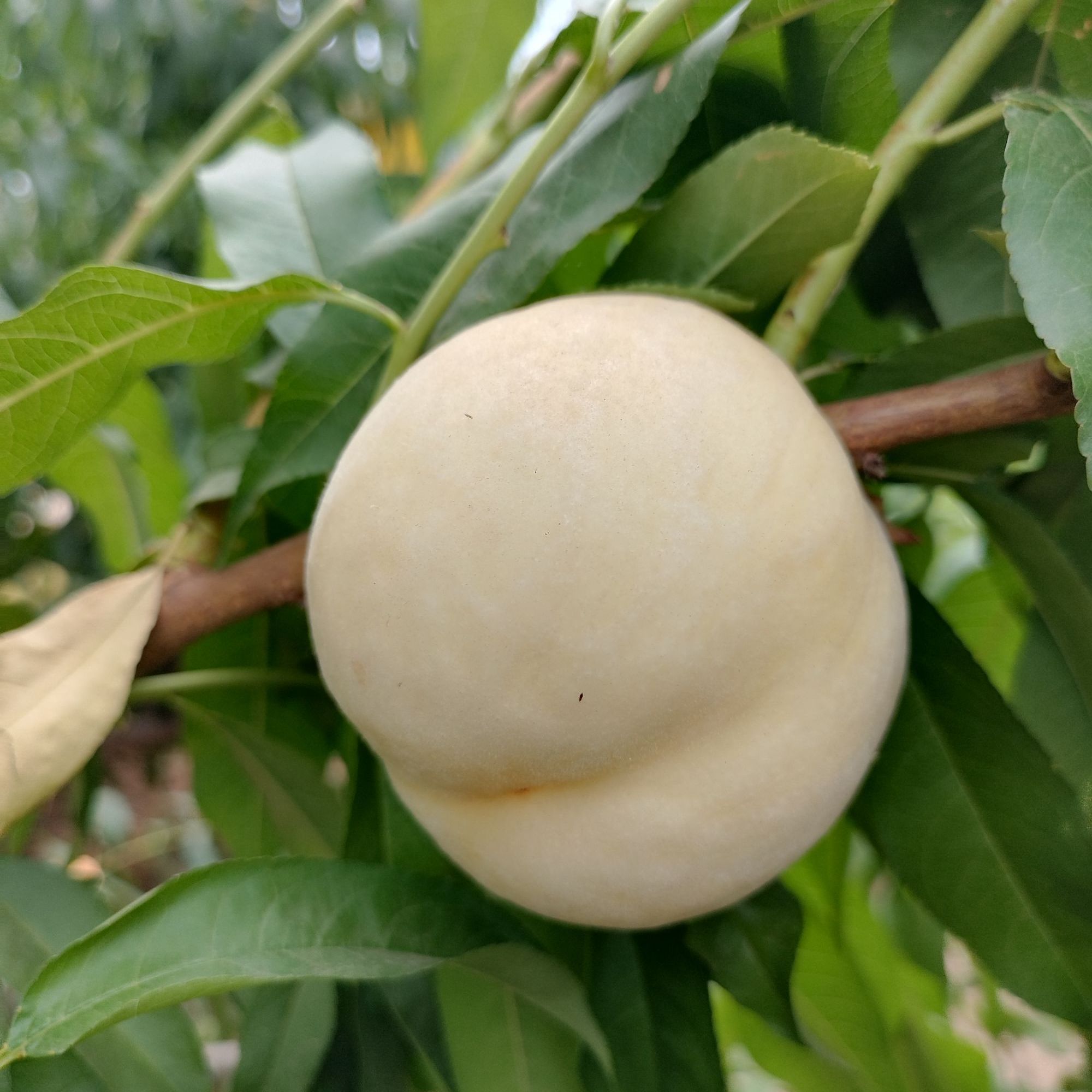中桃白玉1号 郑州果树研究所推广免套袋