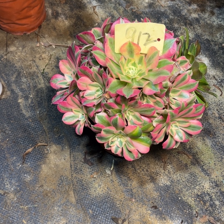 912粉女巫多肉一物一拍