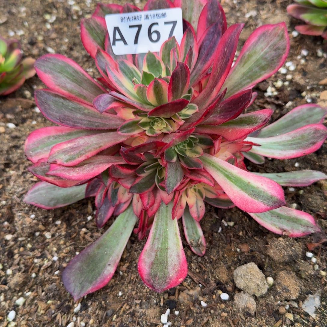 767黑魔锦。多肉植物