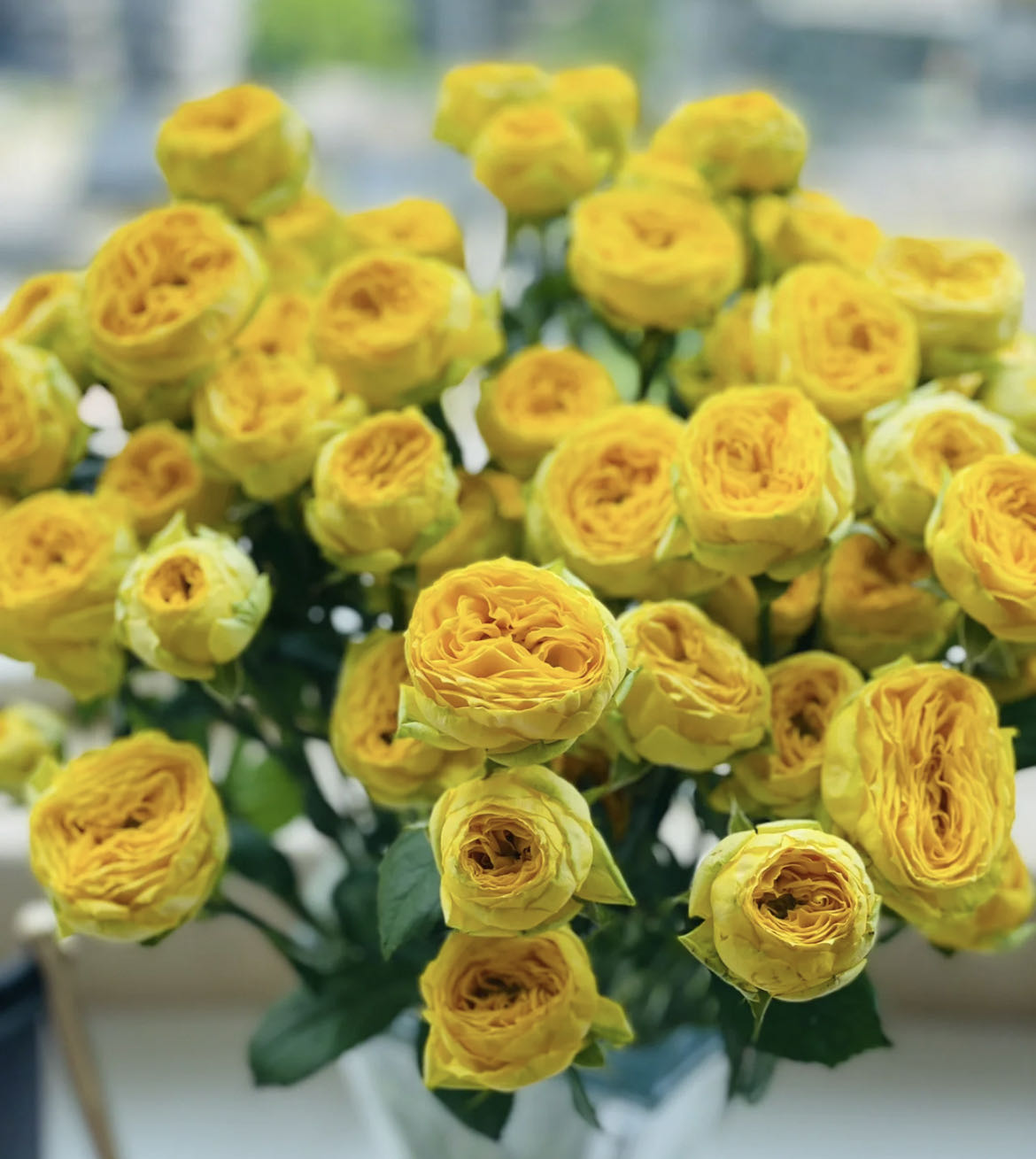 【小阿阮】芝士奶油球·A级多头金色玫瑰可爱家庭插花云南顺丰直发