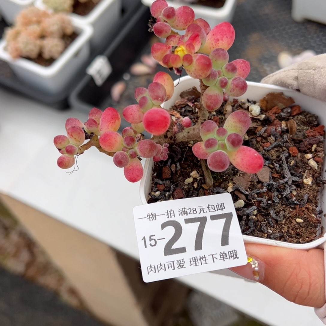 果冻乙女心多肉，