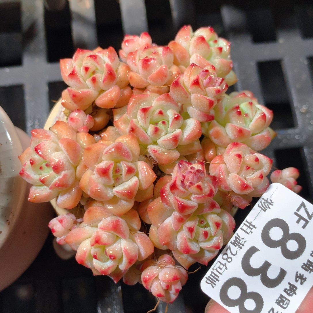 5CM拇指盆精控多肉ZF838