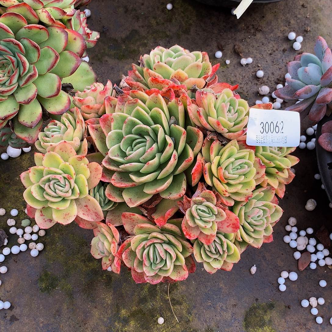 林***桐    冰玫瑰多肉30062