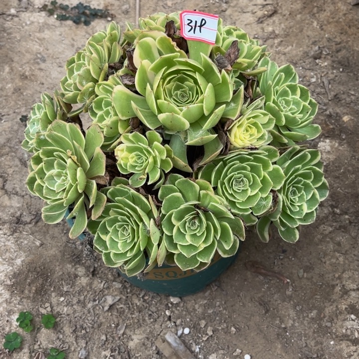 319粉花妖多肉植物法师