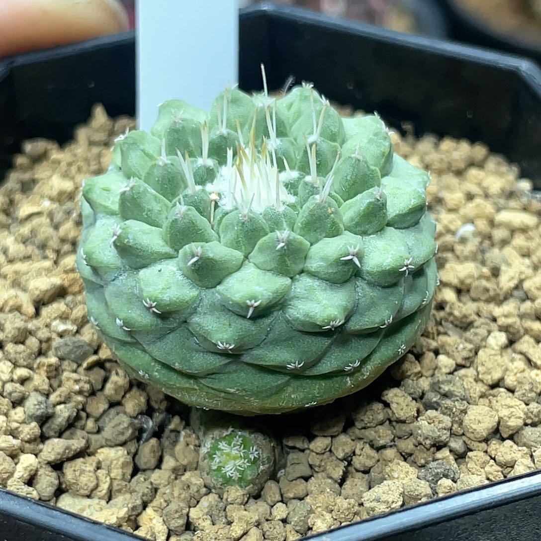 实生根系，大尤菊水