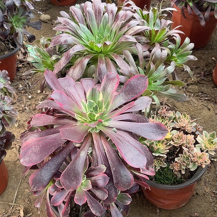 3棵玫瑰玫瑰玫瑰玫瑰