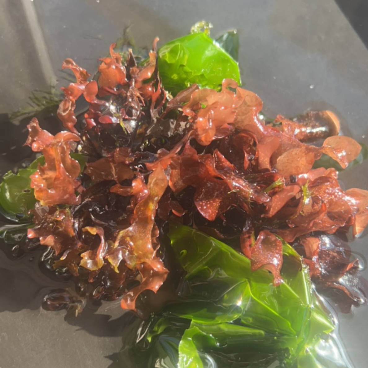 海藻 海星爱吃 净化水质