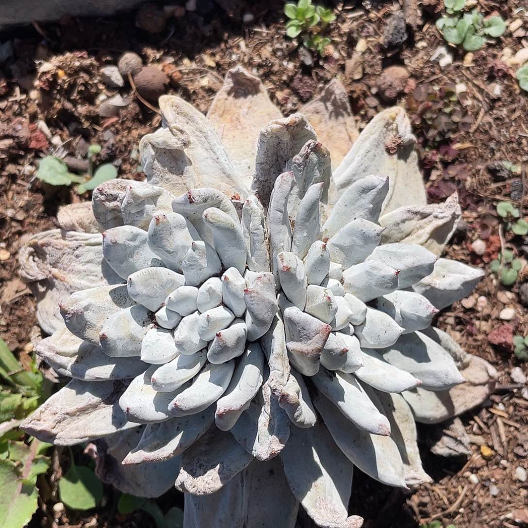 拇指多头老桩不售后0859