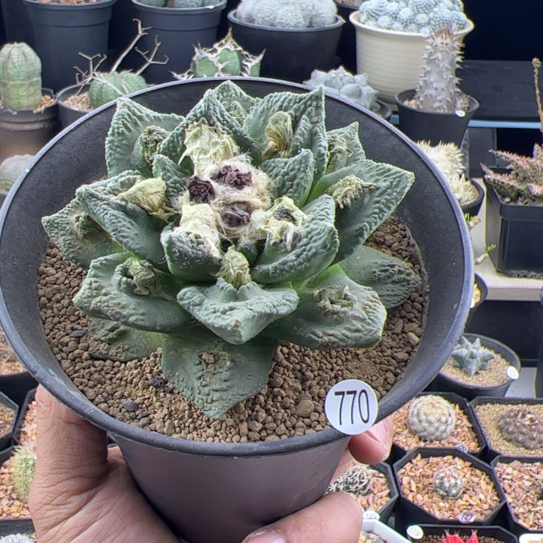 牡丹自根8.5一物一拍770