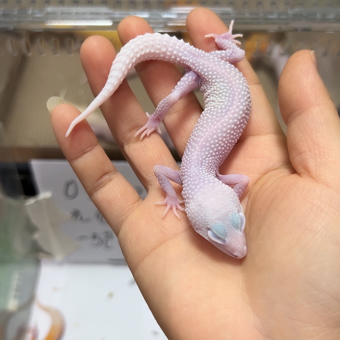 豹纹守宫豹纹守宫