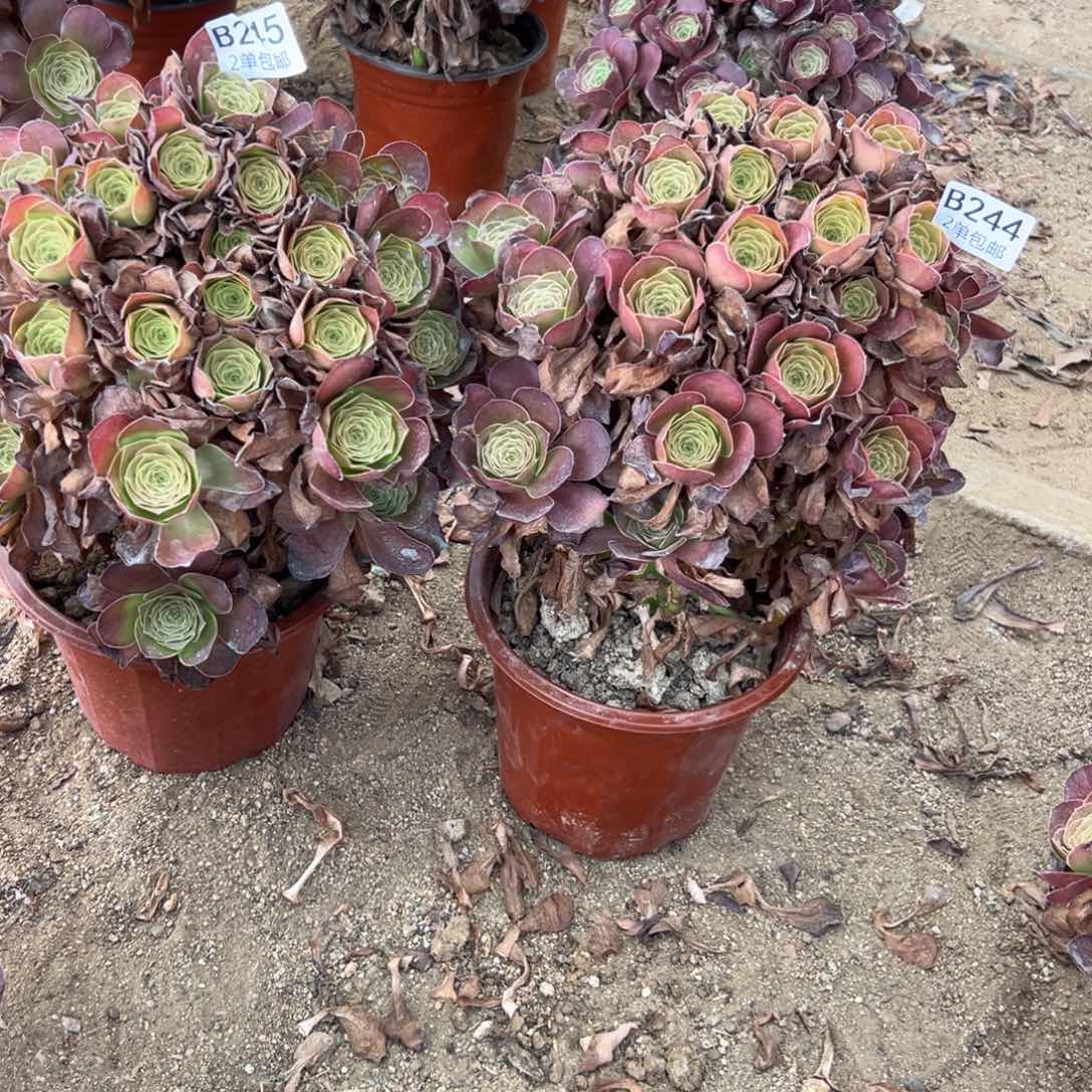 245-244多肉  2颗魅金     