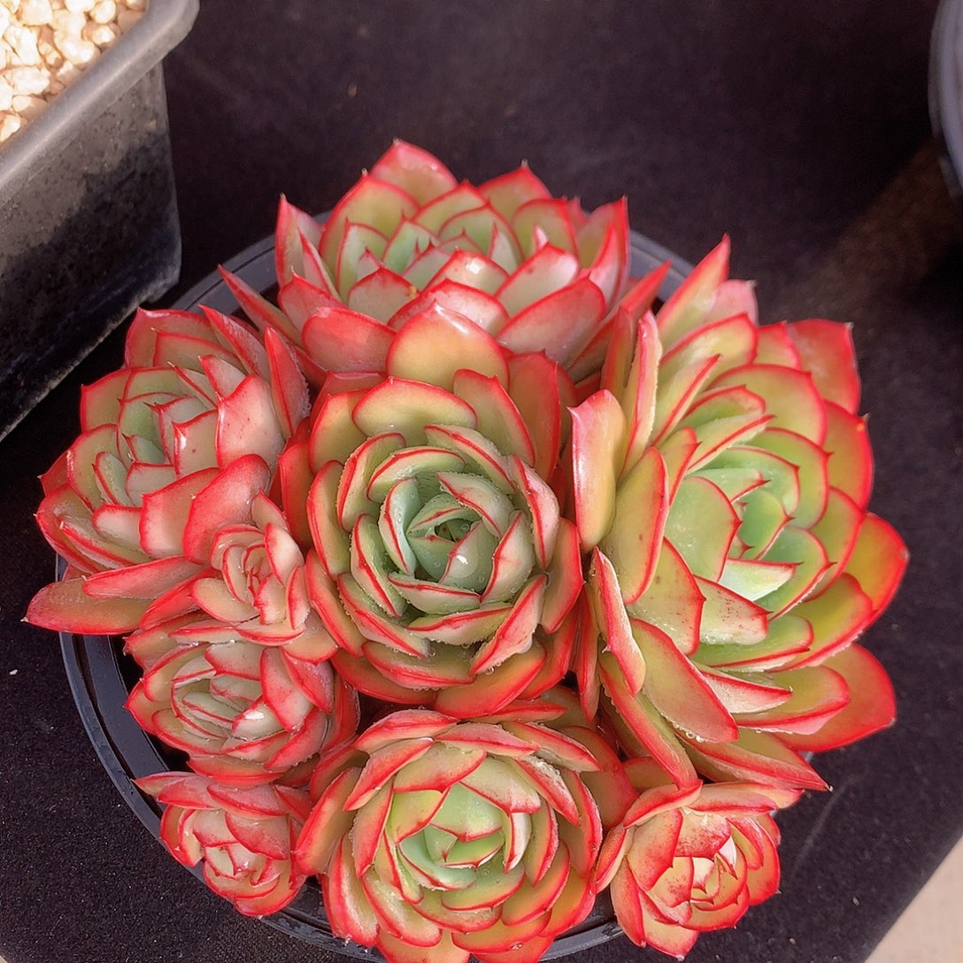 牡丹亭多肉一物一拍