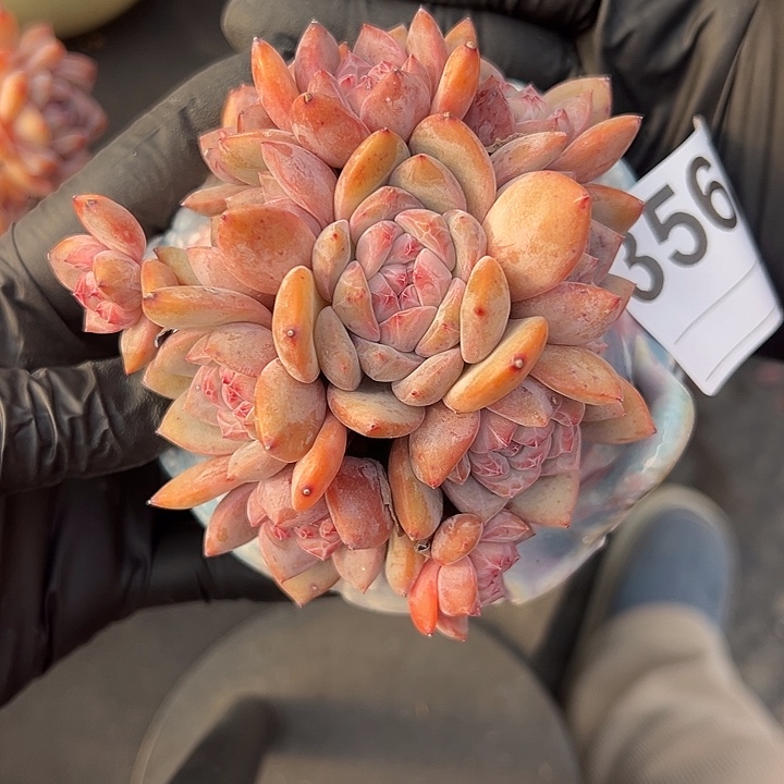 3565，11头星影可以带盆