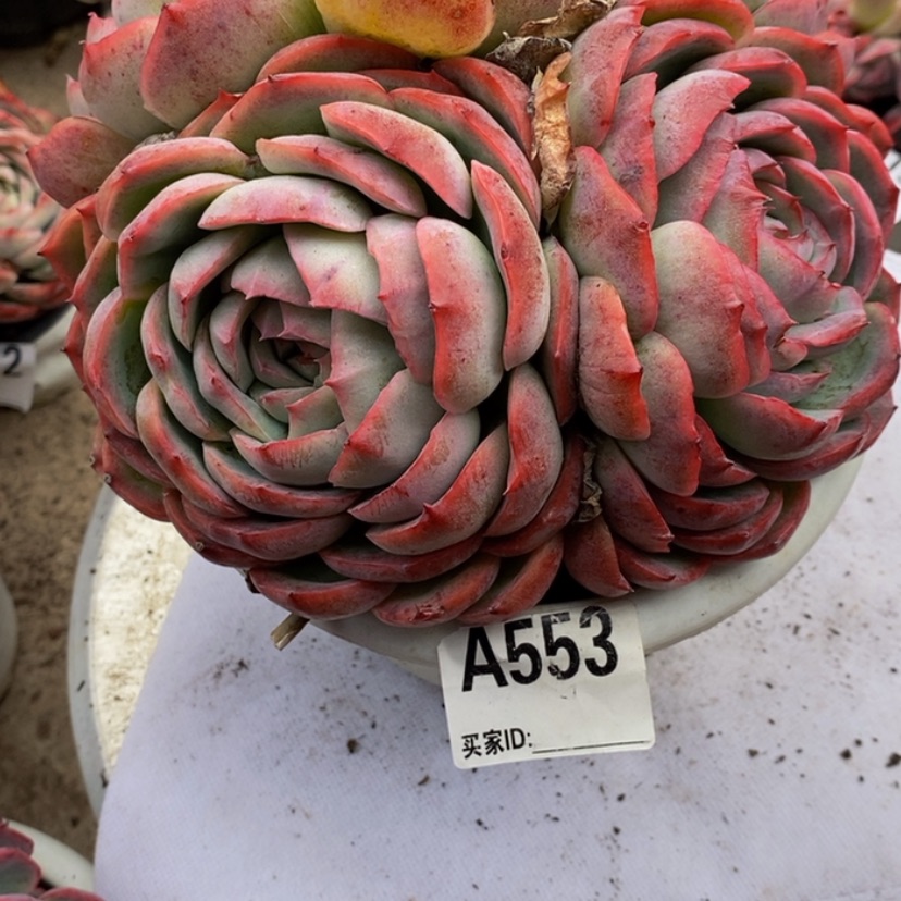 【闪购商品】多肉植物