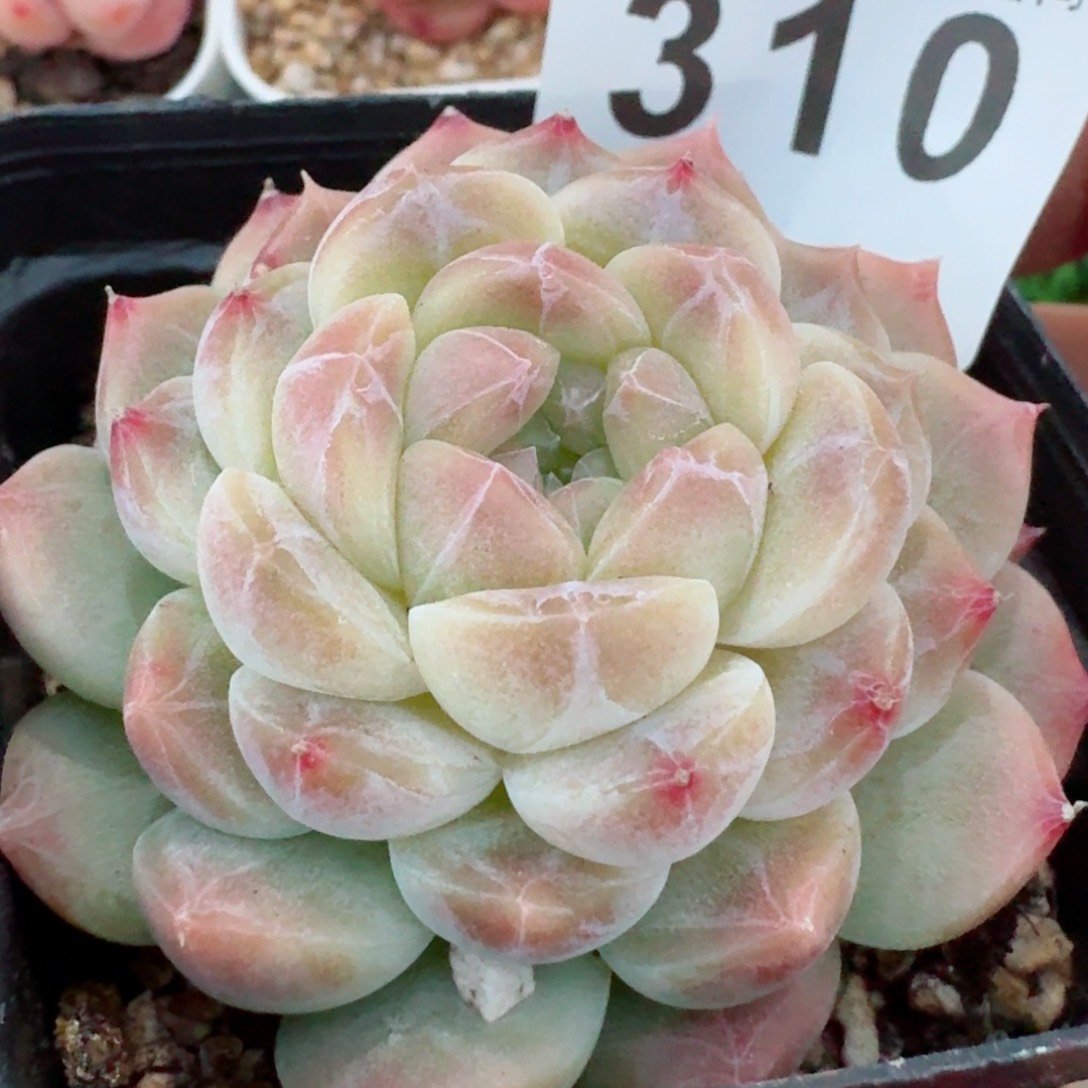 冰魄         精品多肉