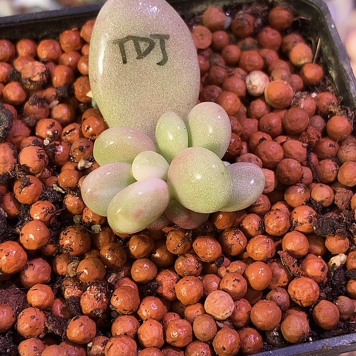 桃蛋瓷白拉丝锦多肉植物